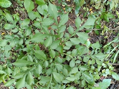 Amorphophallus hirtus