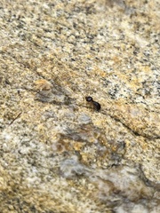 Macrotermes carbonarius