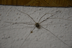 Leiobunum limbatum