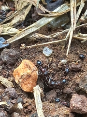 Trichomyrmex glaber