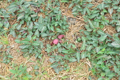 Reynoutria multiflora