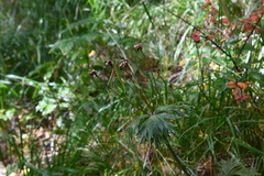 Anemonastrum crinitum