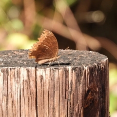 Junonia hedonia
