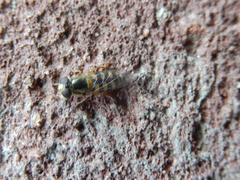 Eupeodes corollae