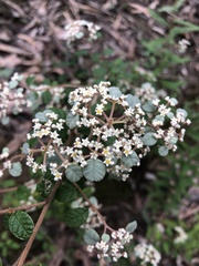 Spyridium parvifolium