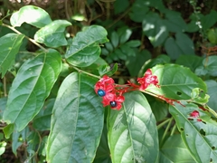 Clerodendrum japonicum