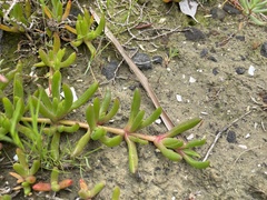Disphyma crassifolium