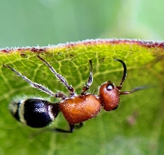 Timulla vagans
