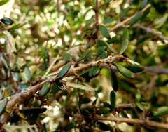 Coprosma propinqua propinqua