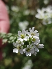 Berteroa incana