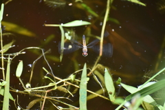 Brachydiplax chalybea