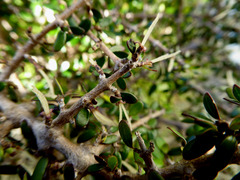 Coprosma propinqua propinqua