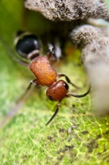 Timulla vagans