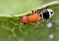 Timulla vagans