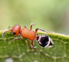 Timulla vagans