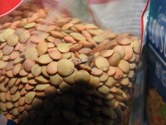 Plodia interpunctella