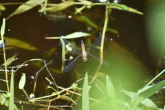 Brachydiplax chalybea