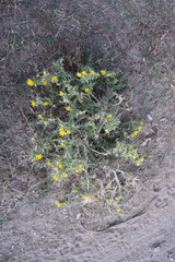 Scolymus