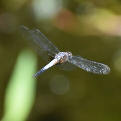 Brachydiplax chalybea