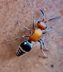 Timulla vagans