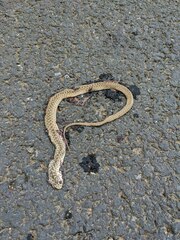 Malpolon monspessulanus