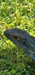 Iguanidae