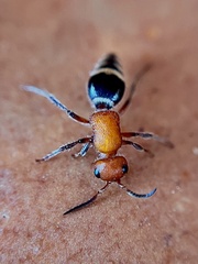 Timulla vagans