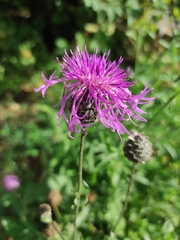 Centaurea scabiosa