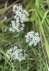 Allium tuberosum
