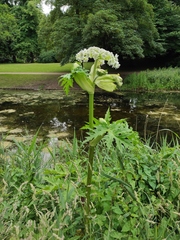Heracleum