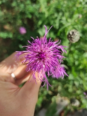 Centaurea scabiosa