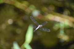 Brachydiplax chalybea