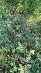 Filipendula stepposa