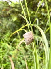Rhombodera