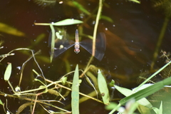 Brachydiplax chalybea
