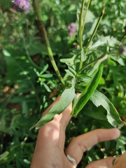 Centaurea scabiosa