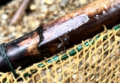 Macrotermes carbonarius