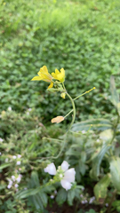 Diplotaxis tenuifolia