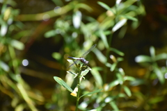 Brachydiplax chalybea