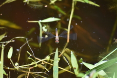 Brachydiplax chalybea