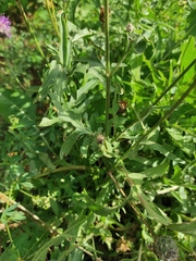 Centaurea scabiosa