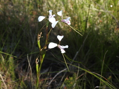 Diuris alba