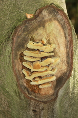 Inonotus cuticularis