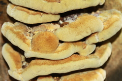 Inonotus cuticularis