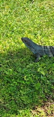 Iguanidae