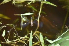Brachydiplax chalybea