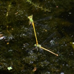 Ceriagrion coromandelianum