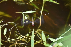 Brachydiplax chalybea