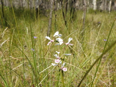 Diuris alba