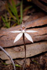 Caladenia saccharata